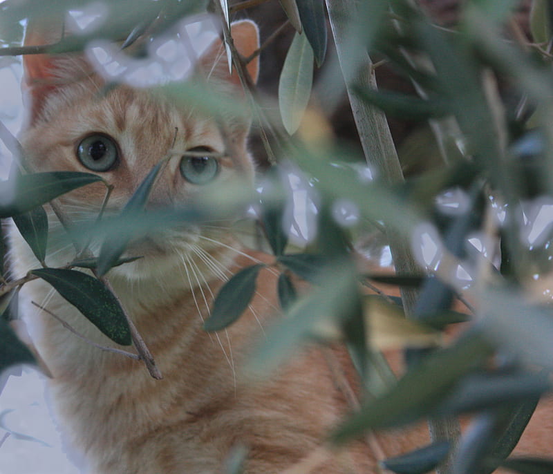cat on an olive tree, tree, leaves, orange, green eyes, cat, HD wallpaper