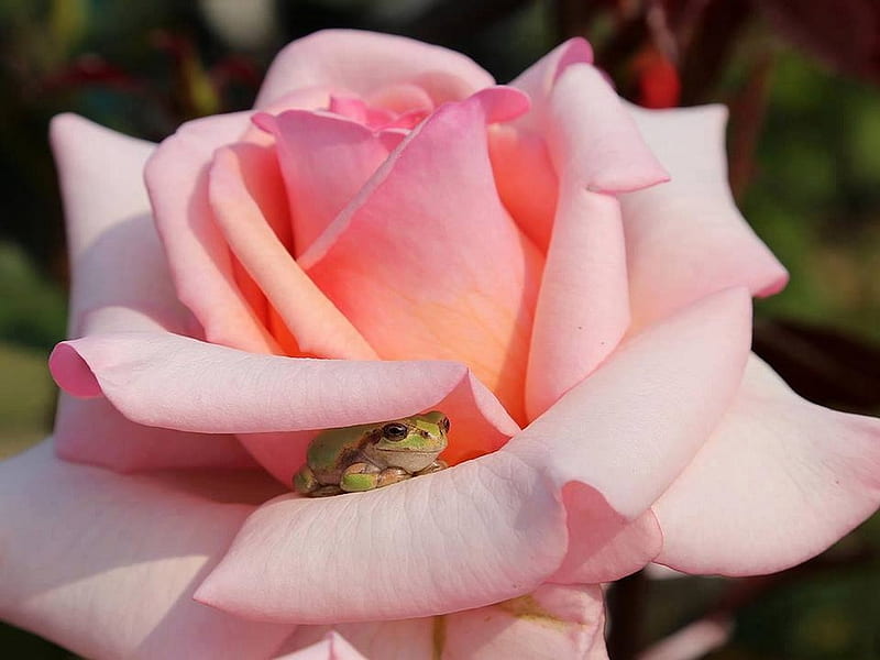 Hiding place for Di, frog, green, rose, hiding place, pink, HD wallpaper