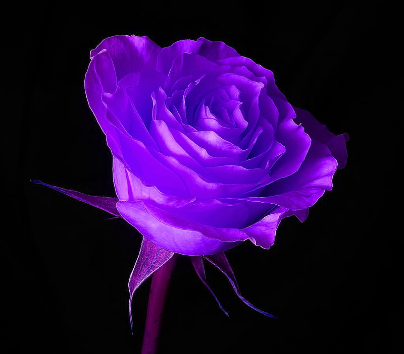 Ț Purple Rose Aesthetic HD phone wallpaper  Pxfuel