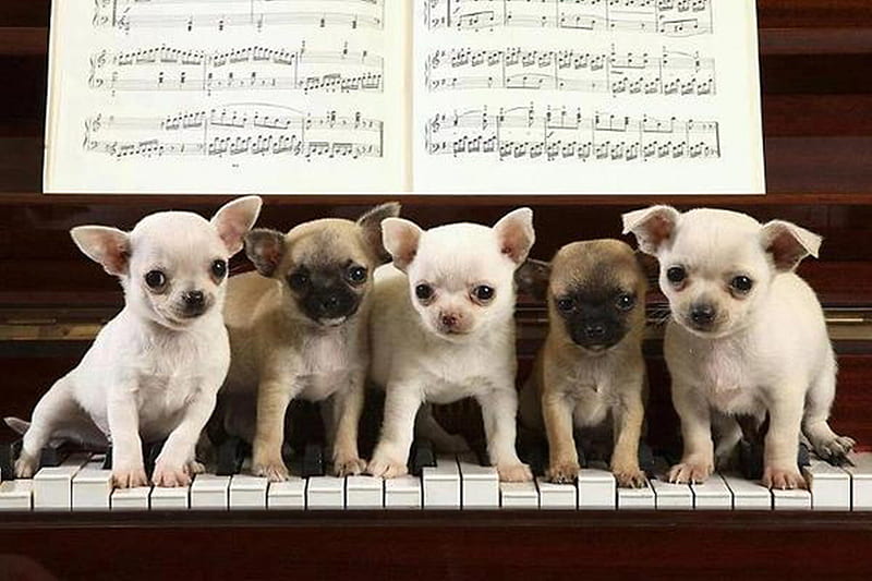 Puppys playing piano, Puppys, piano, animals, play, HD wallpaper