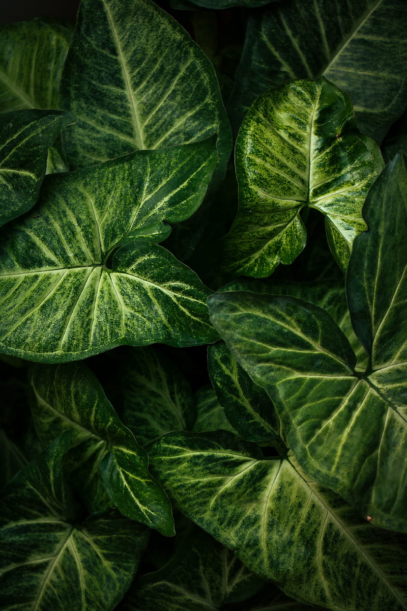 syngonium, plant, leaves, green, macro, HD phone wallpaper