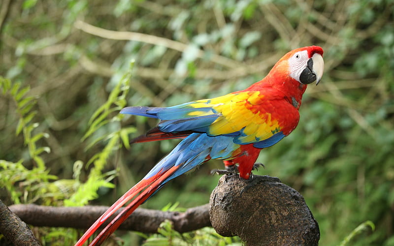 Scarlet macaw, beautiful red parrot, macaw, tropical birds, South America, HD wallpaper