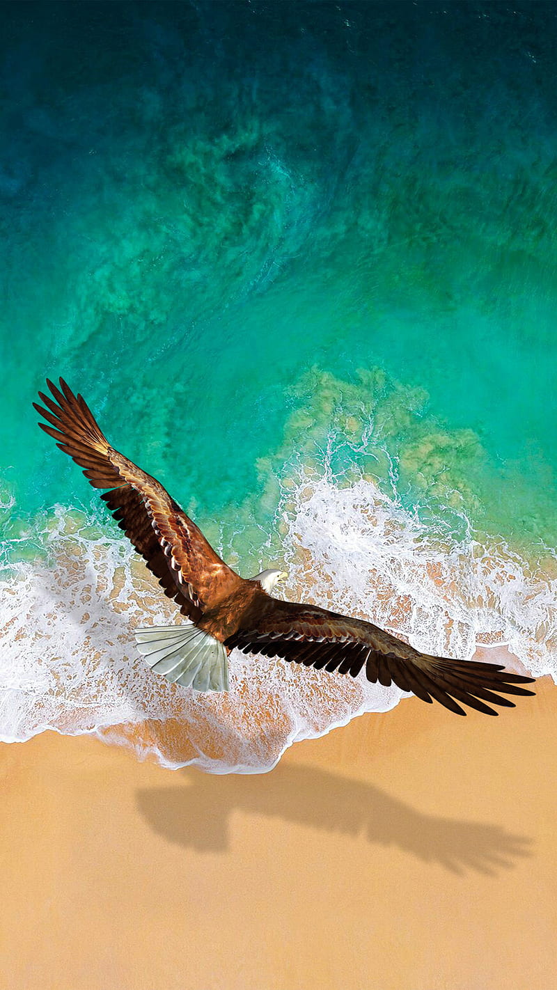 flying eagle, bird, eagle, fly, sand, sea, water, wave, HD phone wallpaper