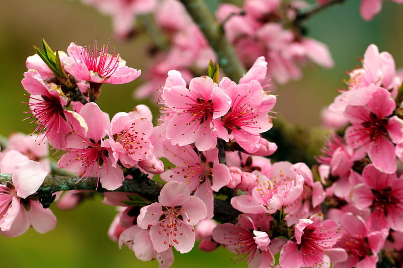 Flowering apple tree, apple, pretty, lovely, bonito, spring, branch, tree, blossoms, blooming, pink, HD wallpaper
