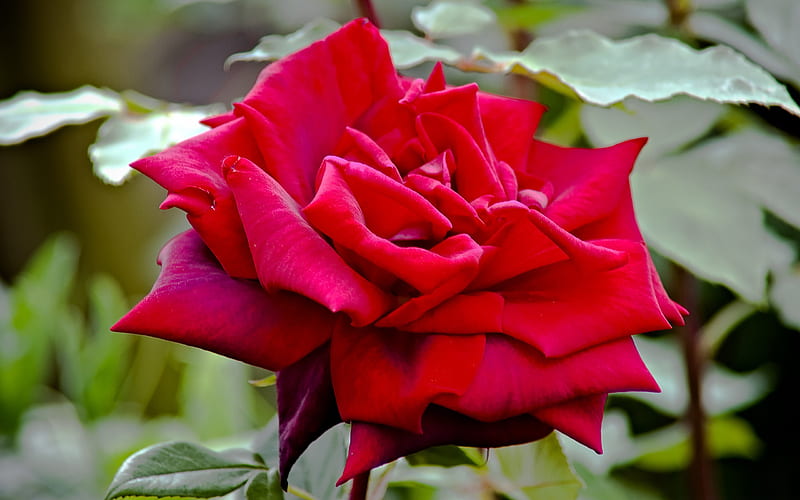 royal william rose-Amazing flowers graphy, HD wallpaper