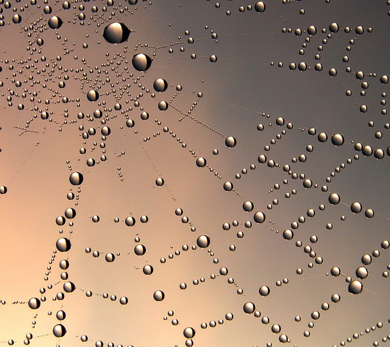 Morning dew on a web, water, net, web, dew, morning, drops, HD wallpaper