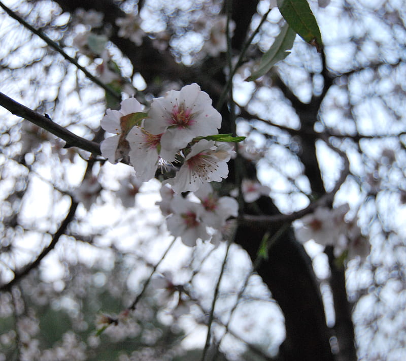 Spring, almond, blossoms, flower, leaves, petals, pretty, tree, HD wallpaper