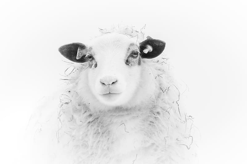 Sheep, black, white, animal, face, oaie, HD wallpaper