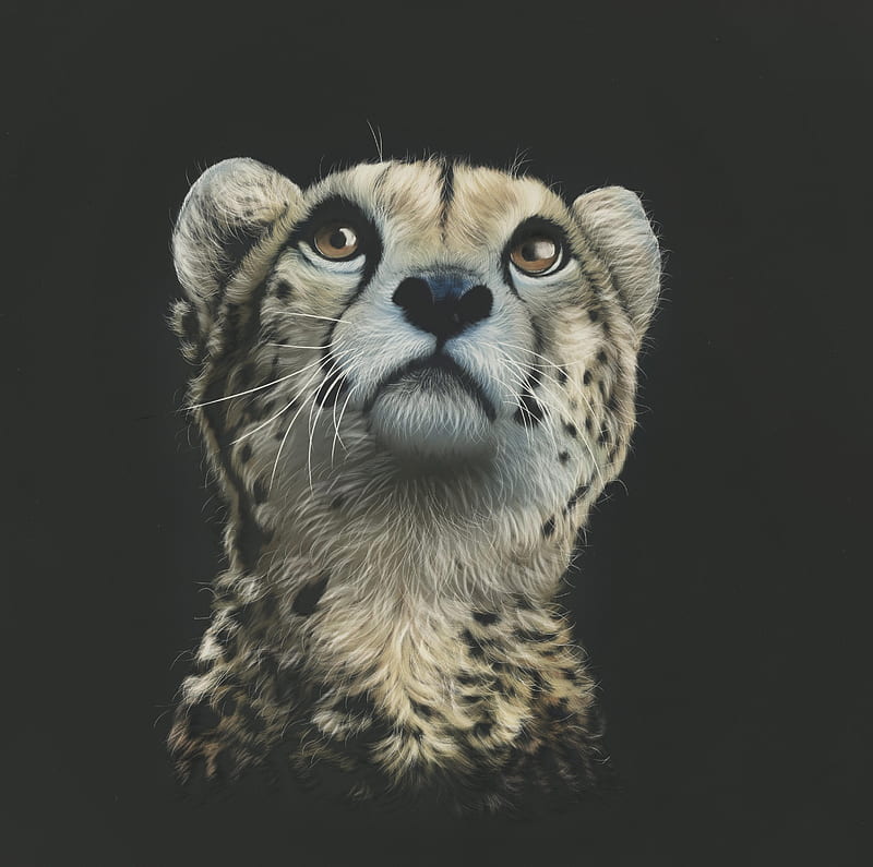 cheetah, art, drawing, predator, glance, HD wallpaper