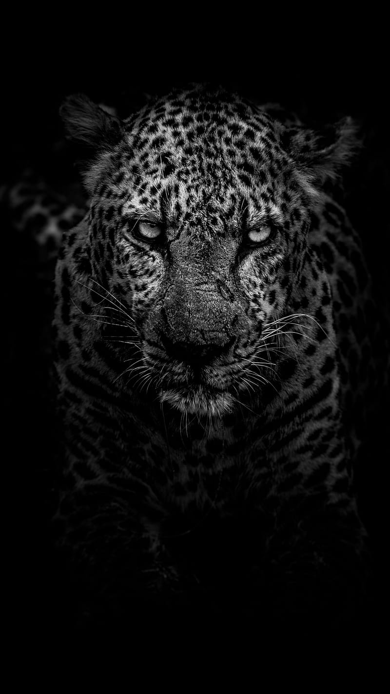 Cheetah, leopard, leopards, pets, snow, HD phone wallpaper