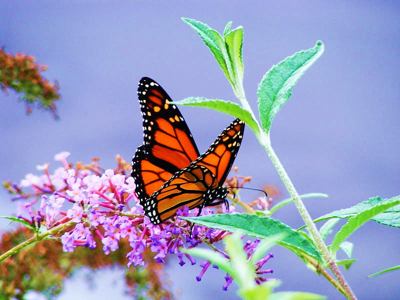 Viceroy, wings, butterfly, orange, flower, black, HD wallpaper