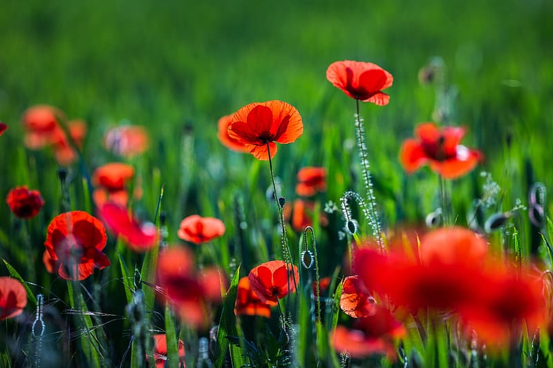 Flowers, Poppy, Red Flower, HD wallpaper