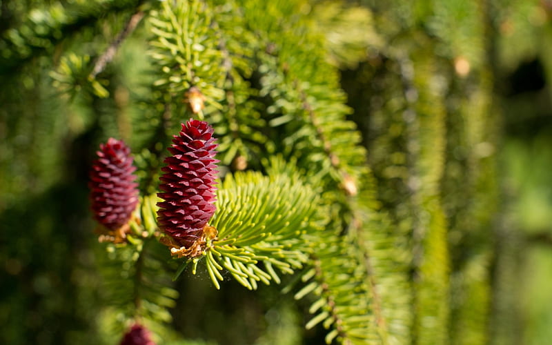Pine cones, red, tree, green, pine cone, fir, branch, HD wallpaper