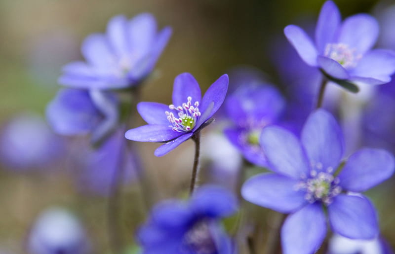 *** Blue Hepatica ***, przylaszczki, niebieskie, kwiaty, nature, HD wallpaper