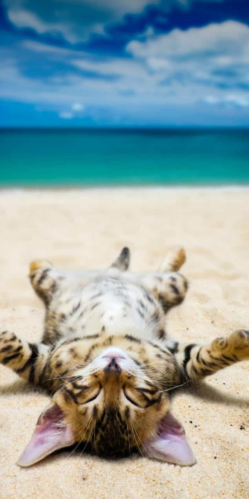 Beach cat, gatito, cat, playa, HD phone wallpaper