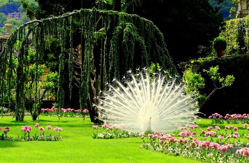 White Beauty, white peacock, peacock, flowers, garden, bonito, white, trees, HD wallpaper