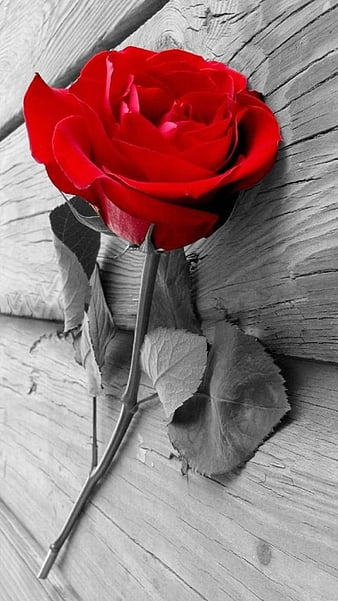 Rose Red - Love Rose, red rose, flowers, nature, bonito, HD phone wallpaper