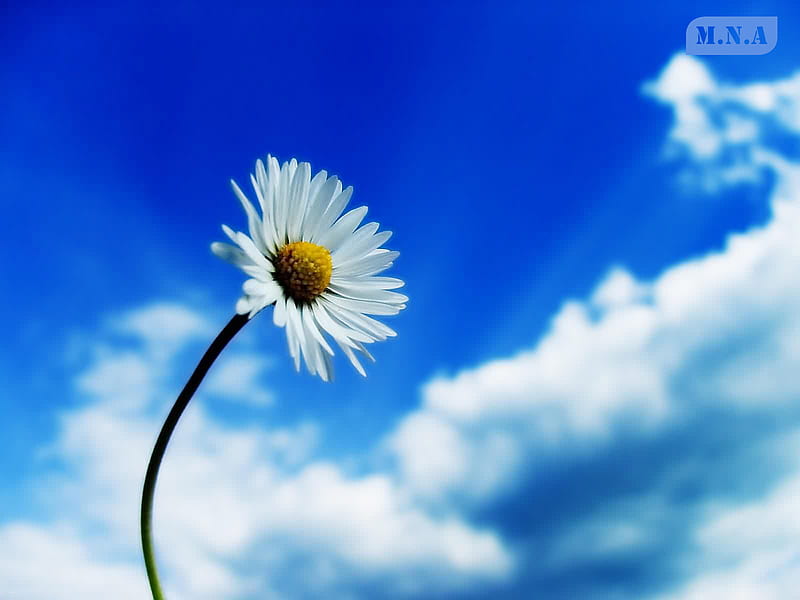 Cielo y flor solitaria, rosa, flor, flores, nubes, cielo, natuer, Fondo de  pantalla HD | Peakpx