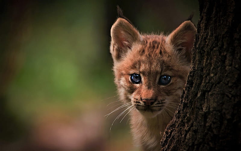 Young bobcat, cute, wild, bobcat, eyes, cat, kitten, animal, pisica, HD wallpaper