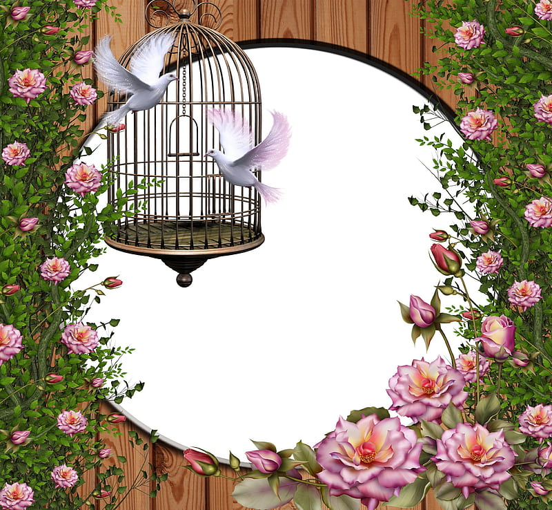 ✫DOM✫, designs, softness beauty, attractions in dreams, doves, stock , clipart, flowers, lovely flowers, resources, love four seasons, birds, creative pre-made, dom, roses, pink roses, cage, gardens and parks, nature, HD wallpaper