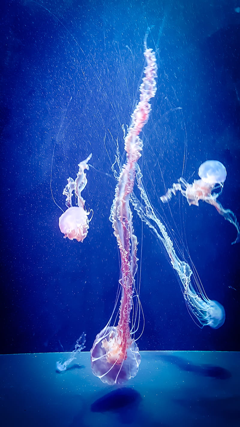 Underwater art, animal, bonito, blue, dangerous, fashion, invertebrate, jellyfish, life, medusa, sow, swim, HD phone wallpaper