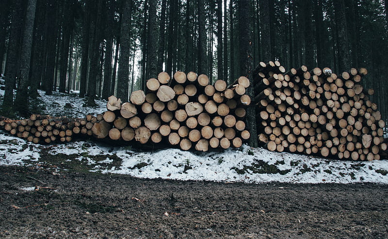 Logs stack beside trees, HD wallpaper | Peakpx