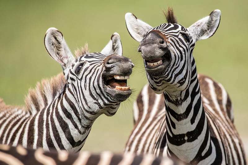 Zebras, laugh, black, funny, smile, zebra, white, couple, animal, HD wallpaper