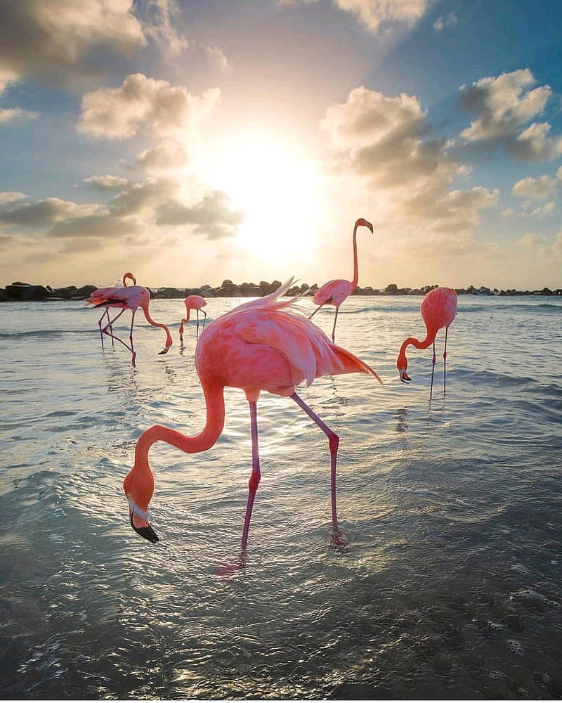 Flamingos , pink, bird, animal, HD phone wallpaper