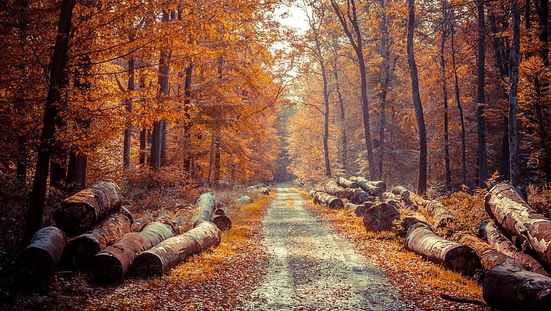 Logs by the roadside, Forest, Tree, Autmn, Log, Road, HD wallpaper