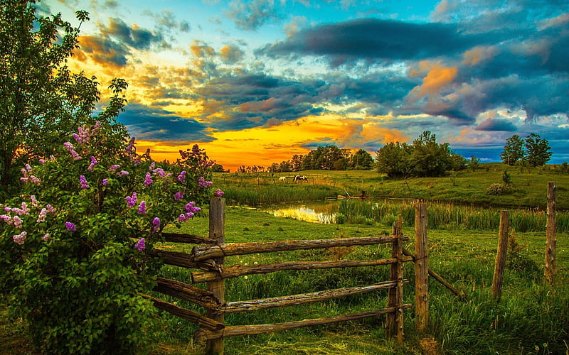 field, evening, lilac, sunset, forest, HD wallpaper