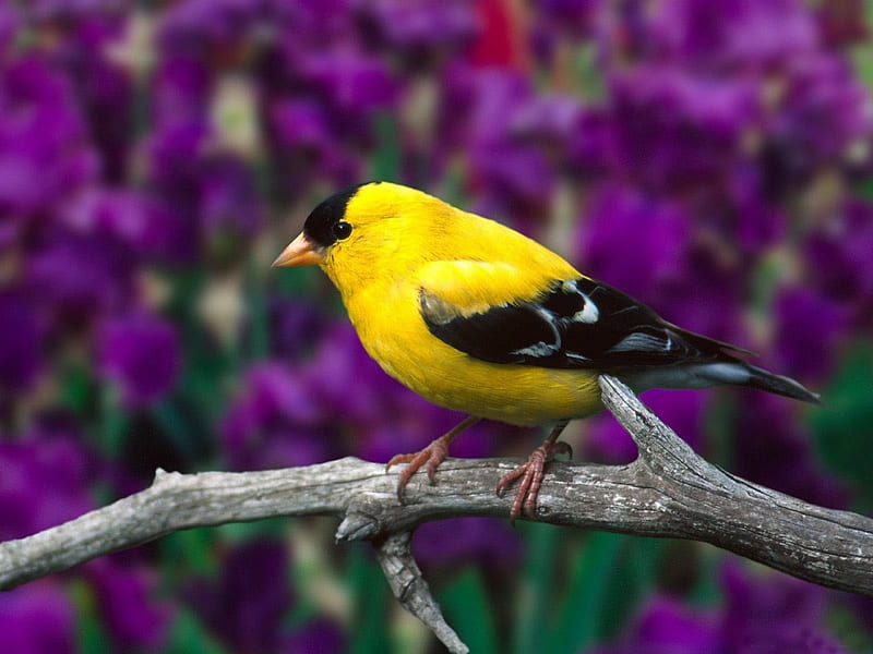 Yellow Bird, black, yellow, branch, small, purple, bird, beak, nature, feathers, HD wallpaper