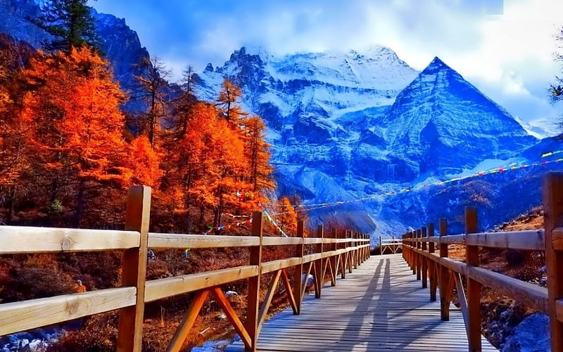 Aspen Trail, autumn, USA, path, trees, wooden, HD wallpaper