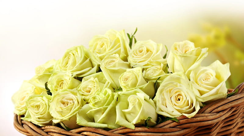 Dedicated to my dear friend Muhammad.. Oriental man, yellow, flowers, roses, bunch, HD wallpaper