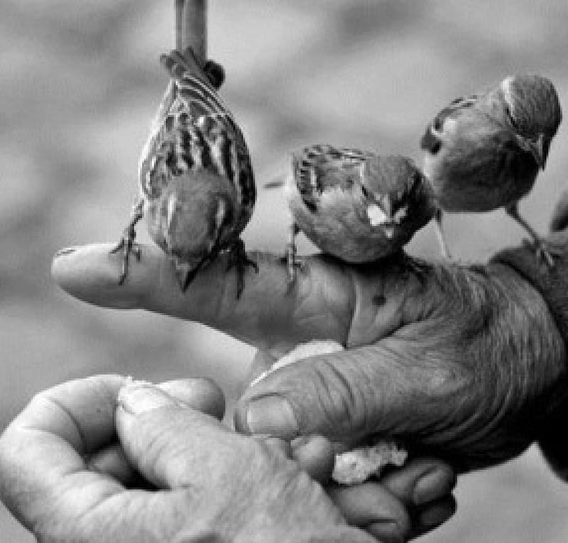 Kindness, hands, graphy, people, bread, birds, black, white, HD wallpaper