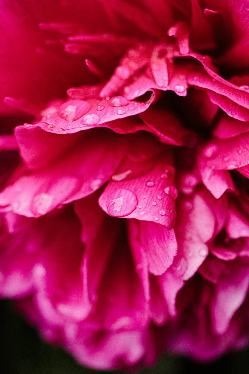 peony, petals, flower, drops, HD phone wallpaper