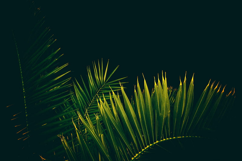leaves, branches, palm trees, black background, HD wallpaper