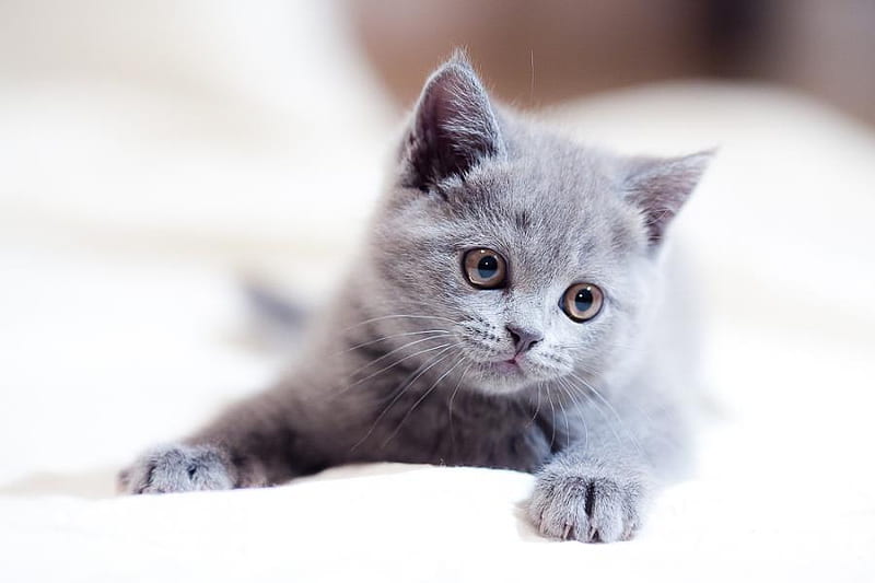 little grey kitten, art , nice, little, gris, sitting, blanket, white, kitten, HD wallpaper