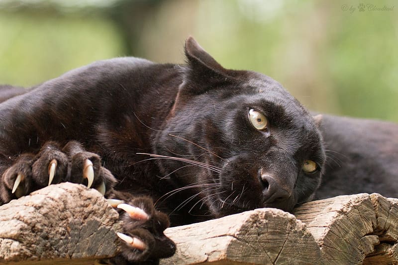 Cats, Animal, Black Panther, Hd Wallpaper 