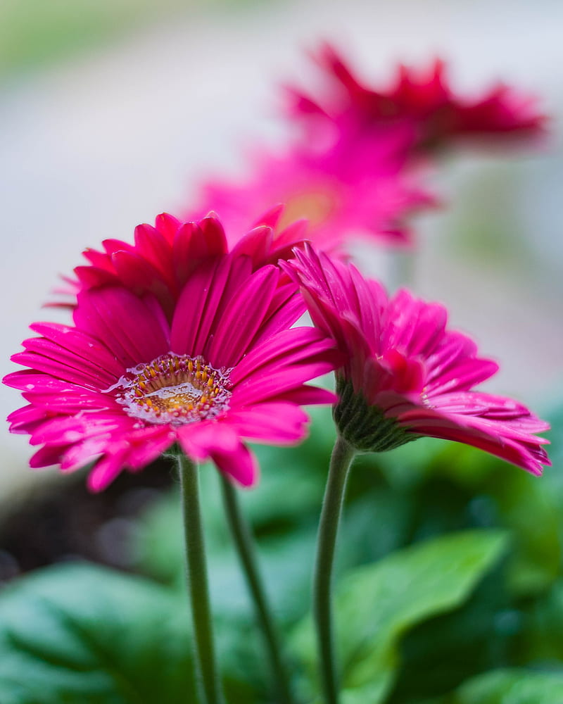 Gerbera, flower, water, petals, pink, HD phone wallpaper | Peakpx