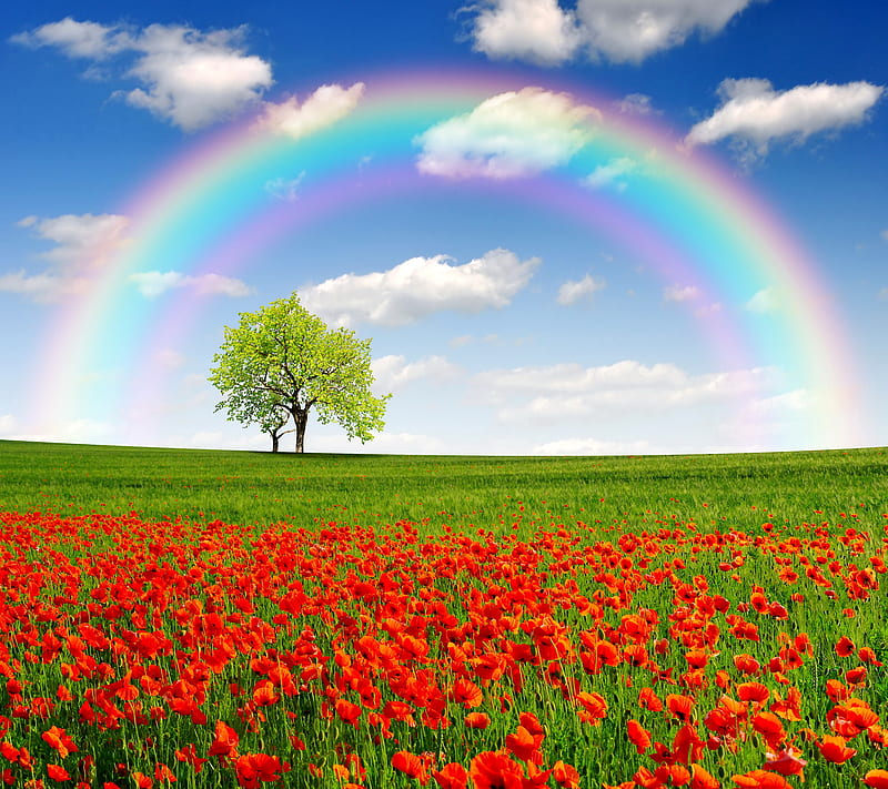 Rainbow Day, flowers, meadow, tree, HD wallpaper