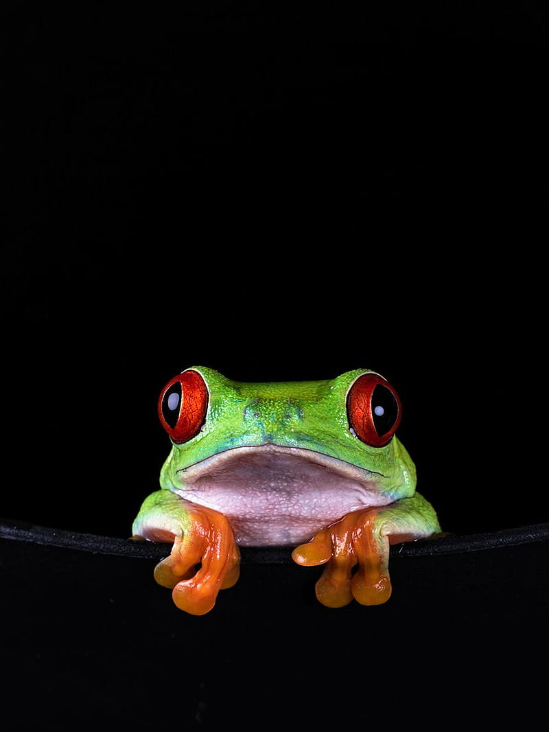 Frog background, black, frogs, funny, humor, HD phone wallpaper | Peakpx