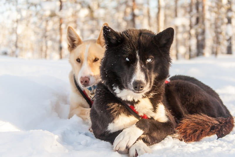 Huskies, forest, snow, sleigogs, resting, trees, HD wallpaper