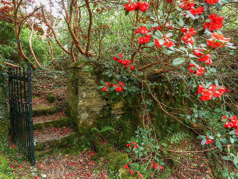 Garden-R, red, pretty, bonito, old, door, graphy, leaves, nice, stones, green, moss, flowers, beauty, iron door, amazing, forest, lovely, romance, park, trees, cool, flower, garden, r, nature, walk, great, steps, HD wallpaper