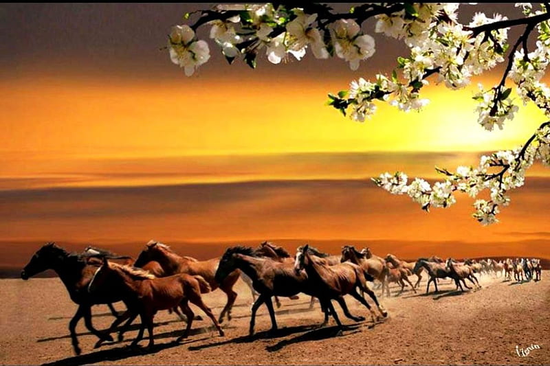 Wild Horses and Cherry Blossoms, sun, nature, sunset, sky, landscape, HD wallpaper