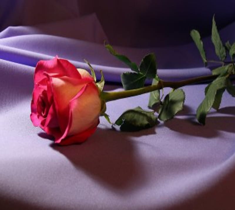 Rose, flower, nature, single, HD wallpaper