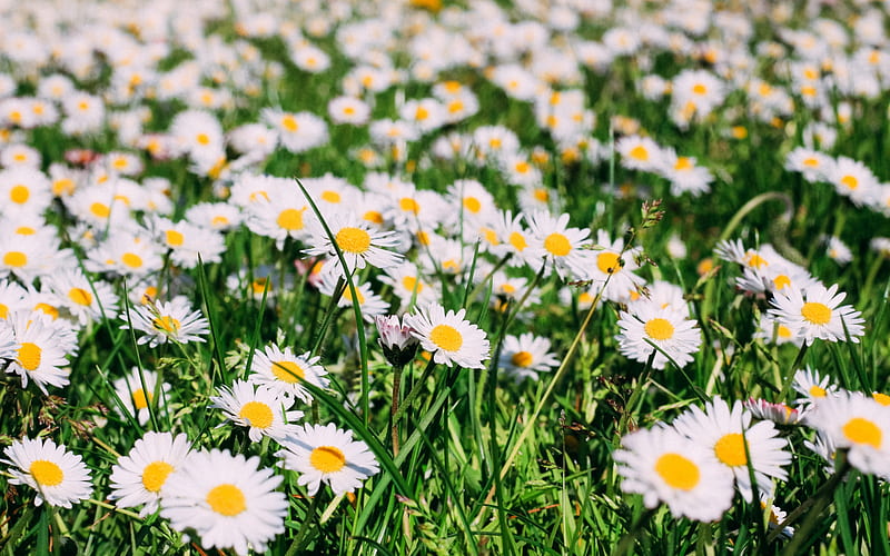 chamomile, summer, lawn, Meadow, white flowers, daisy, HD wallpaper