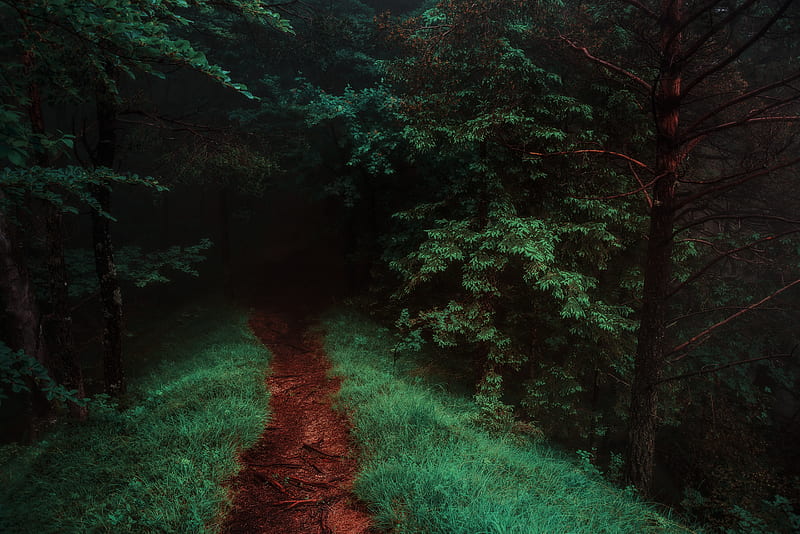 path, forest, trees, grass, HD wallpaper