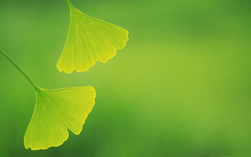 ginkgo leaves-Plant close-up, HD wallpaper