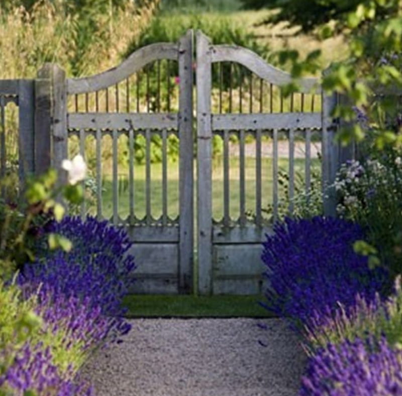 garden path, garden, lavender, purple, door, HD wallpaper