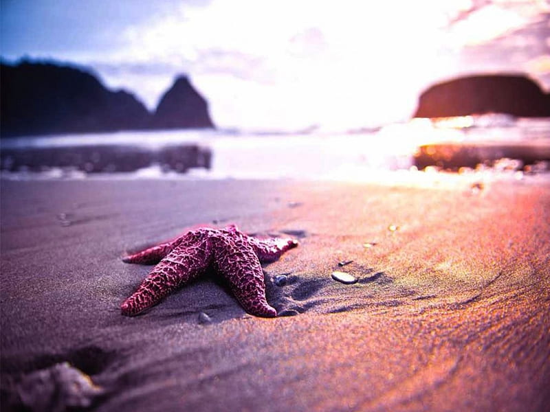 Red Starfish on the Beach, red, beach, sand, ocean, coast, starfish, sea, HD wallpaper